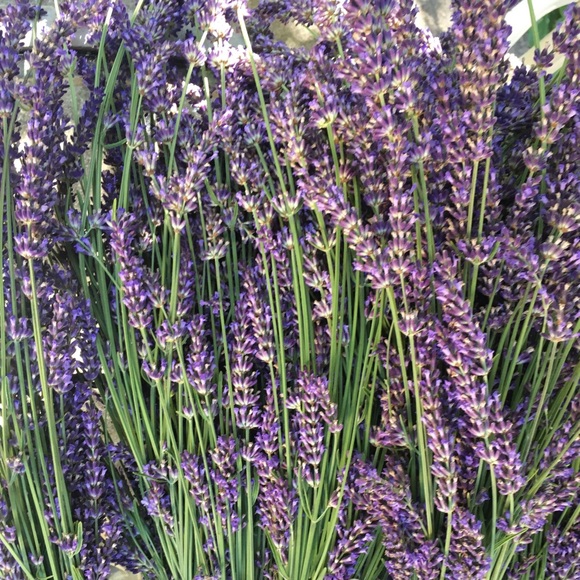 Meet your Posher, Ann - Picture 1 of 1